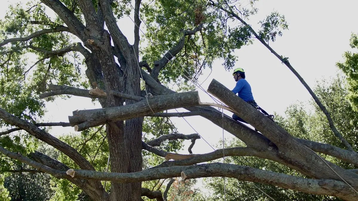 Professional Hazardous Tree Removal performed by certified arborists in West Chester