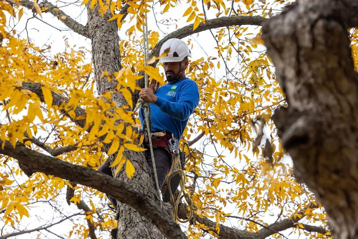 Skilled Tree Pruning crew working in West Chester