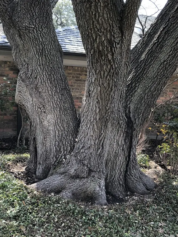 Mature heritage tree close to a West Chester property cared for by certified arborists